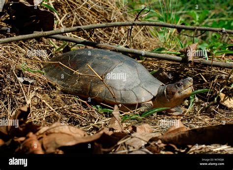 philippine pond turtle|Palawan Forest Turtle .